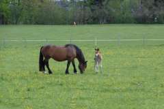 Fohlen mit Pferd