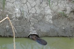 Nutria