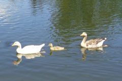 Entenfamilie