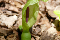 Gefleckter Aronstab