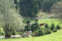 Exklusive Kuhweide in Schongau