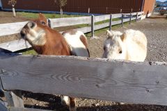 Skeptisches Pony
