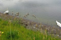 Schwanenfamilie