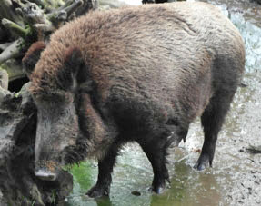 Wildschwein, verstrahlt