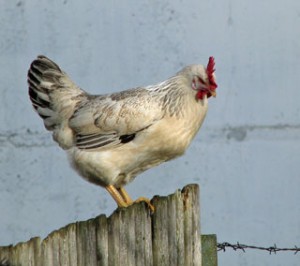 Huhn