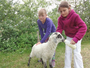 Foto: 2 Kinder füttern Schaf