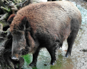 Foto: Wildschwein