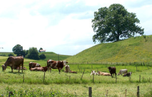 Glückliche Kühe auf blühenden Wiesen – Noch vor 20 Jahren ein vertrautes Bild, heute ein eher selten gewordener Anblick