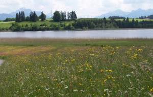 Eine blühende Wiese – Lebensraum für Bienen und unzählige Insekten