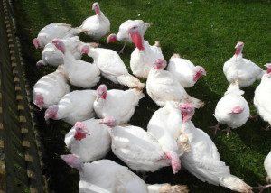 Foto: Turkeys