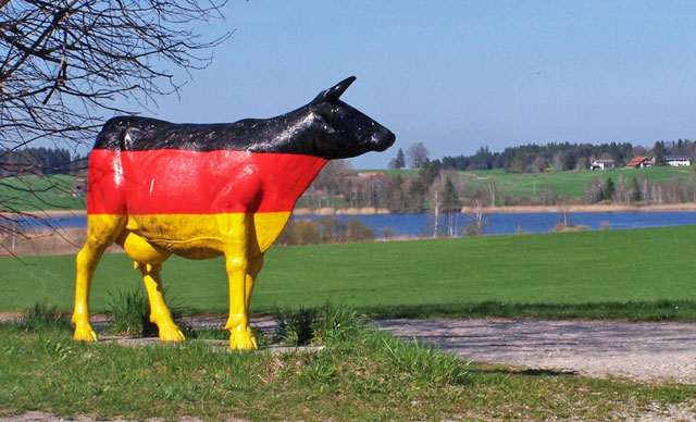 Foto Deutschland-Kuh